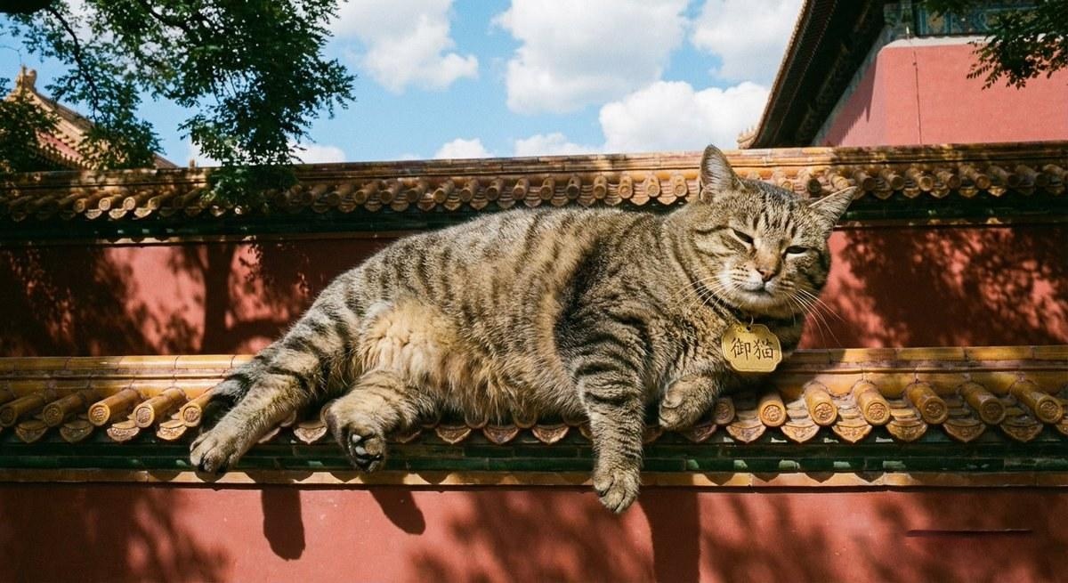 真实摄影风格，一只肥胖的狸花猫