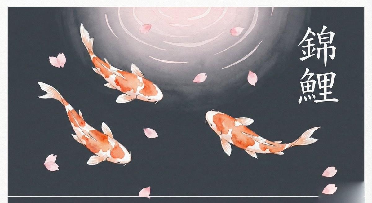 橙白锦鲤插画